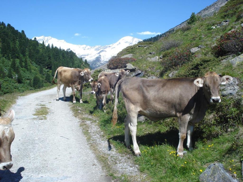 Hotel Gastehaus Rieser Ried im Zillertal Exteriér fotografie